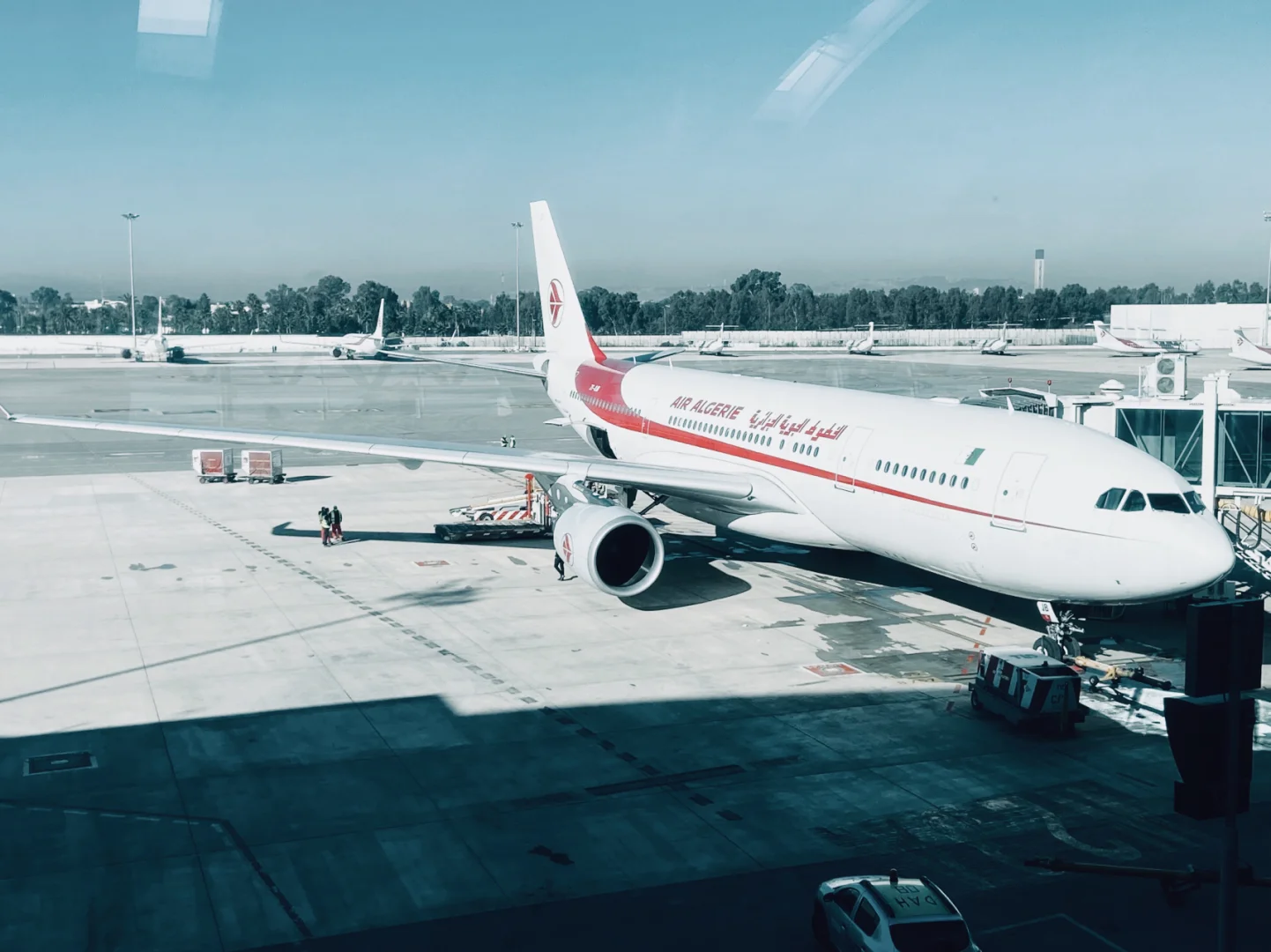 阿尔及利亚队机智击败中国选手,鏖战获胜 阿尔及利亚队机智击败中国选手,鏖战获胜