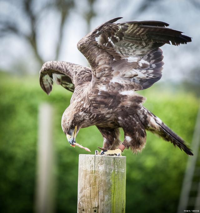 熊猫击败老鹰，球员互动频频赛后场面火爆的简单介绍