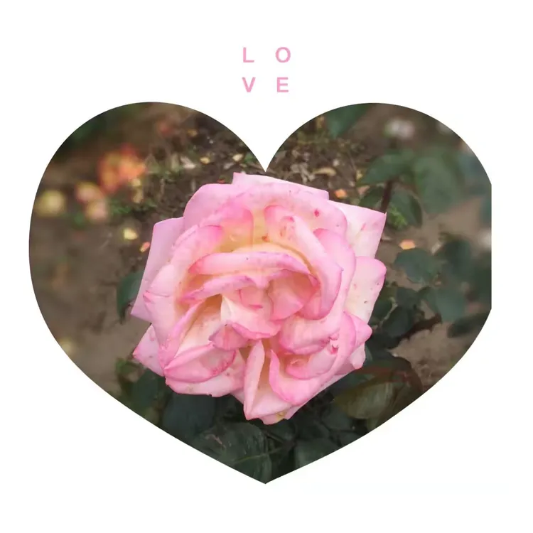 开云体育APP下载-玫瑰环负面观众批评评估局，绿草做出否认声明