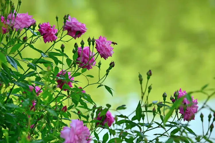 玫瑰环负面观众批评评估局,绿草做出否认声明 玫瑰环负面观众批评评估局,绿草做出否认声明